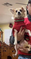 Reunited Female Dog last seen Street, Carson, CA 90745