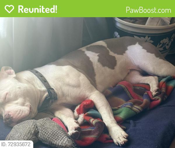 Reunited Female Dog last seen The holiday gas station and showcase landscaping in that business area , Minneapolis, MN 55445