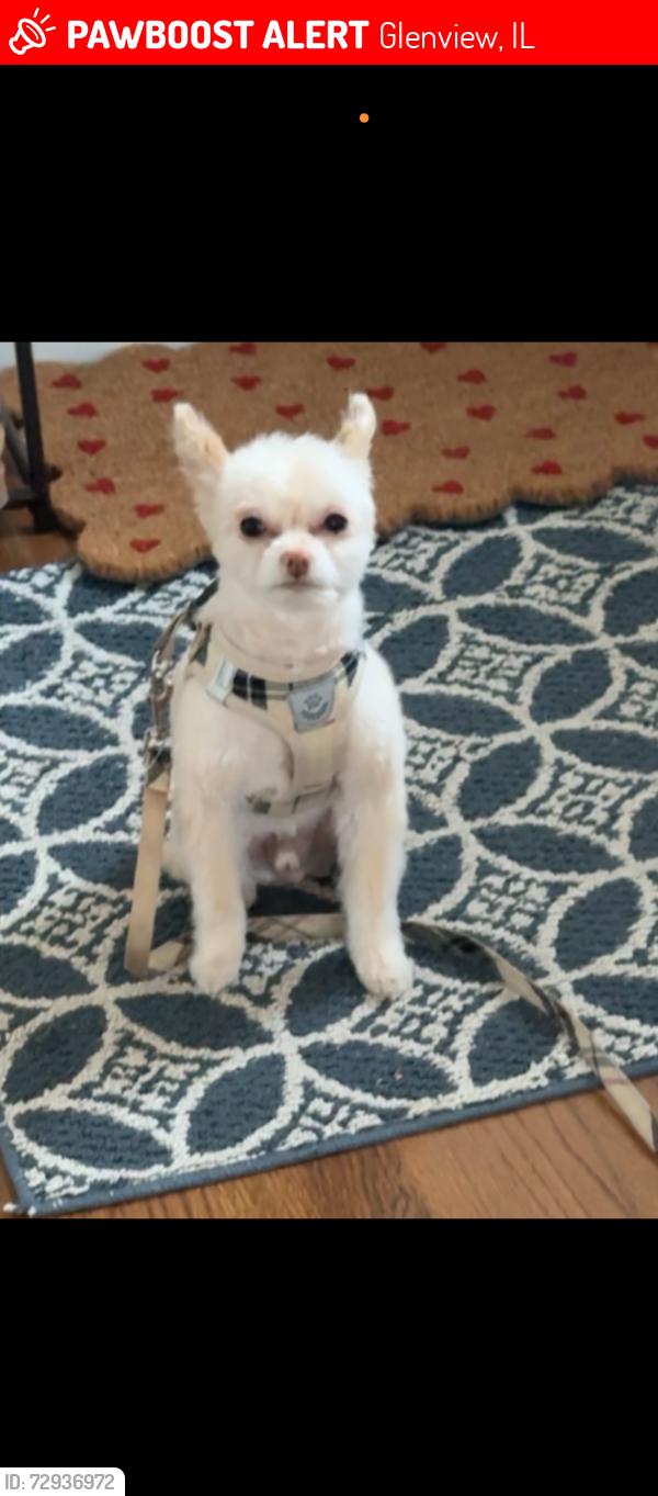 Lost Male Dog last seen Central and Warren st glenview , Glenview, IL 60025