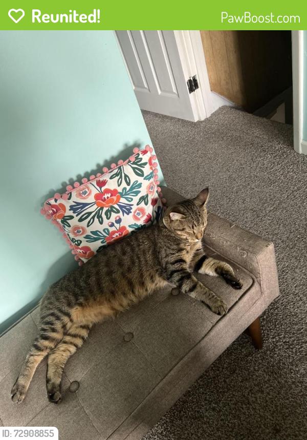 Reunited Male Cat last seen Philadelphia, PA 19153, Philadelphia, PA 19152