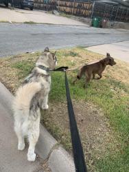 Lost Female Dog last seen Blue Grana, San Angelo, TX 76904