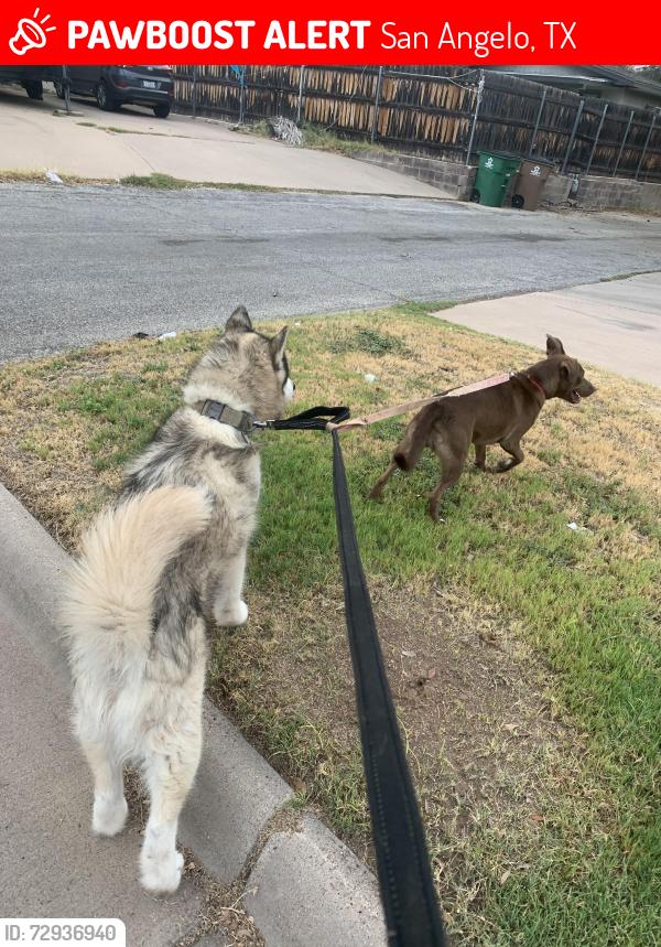 Lost Female Dog last seen Blue Grana, San Angelo, TX 76904