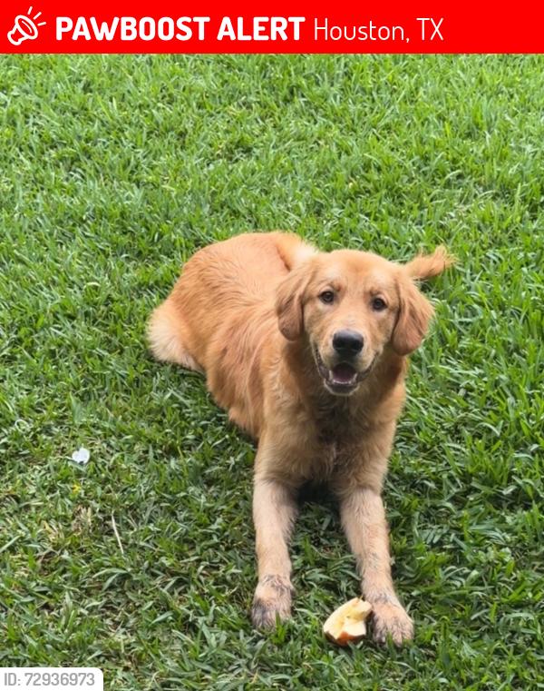 Lost Male Dog last seen Boone Rd and Beechnut Rd, Houston, TX 77099