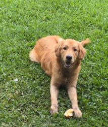 Lost Male Dog last seen Boone Rd and Beechnut Rd, Houston, TX 77099