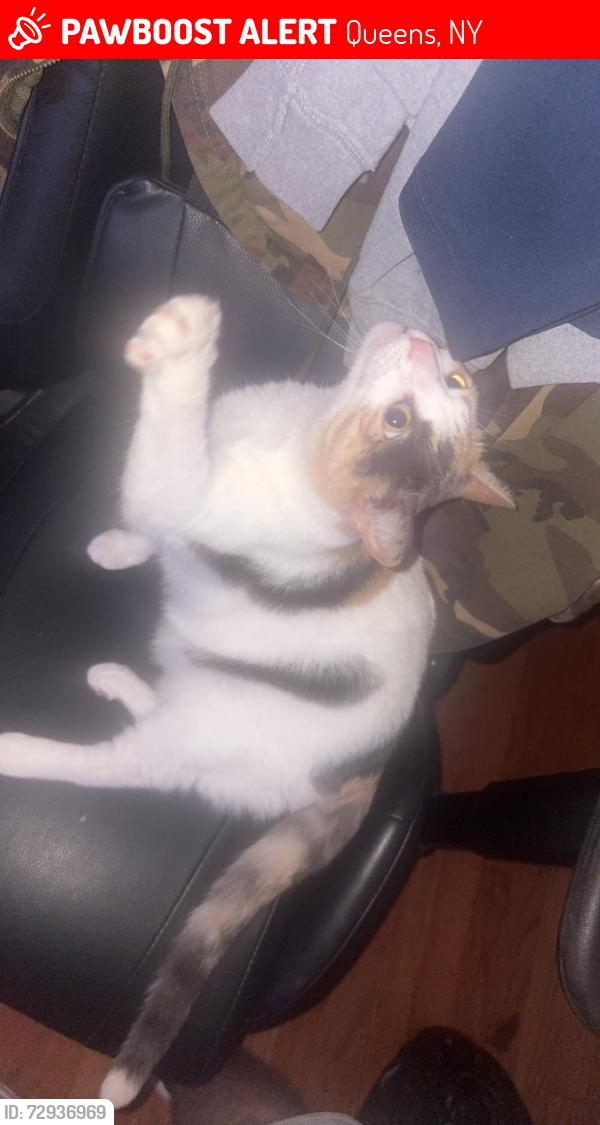 Lost Female Cat last seen beach block 118th street, Queens, NY 11694