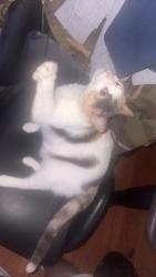 Lost Female Cat last seen beach block 118th street, Queens, NY 11694