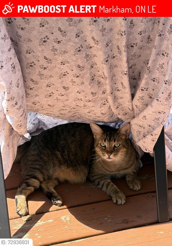 Lost Male Cat last seen Outerbrook rd, Markham, ON L6E