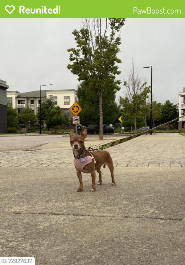 Reunited Female Dog last seen Environmental protection agency, Durham, NC 27709