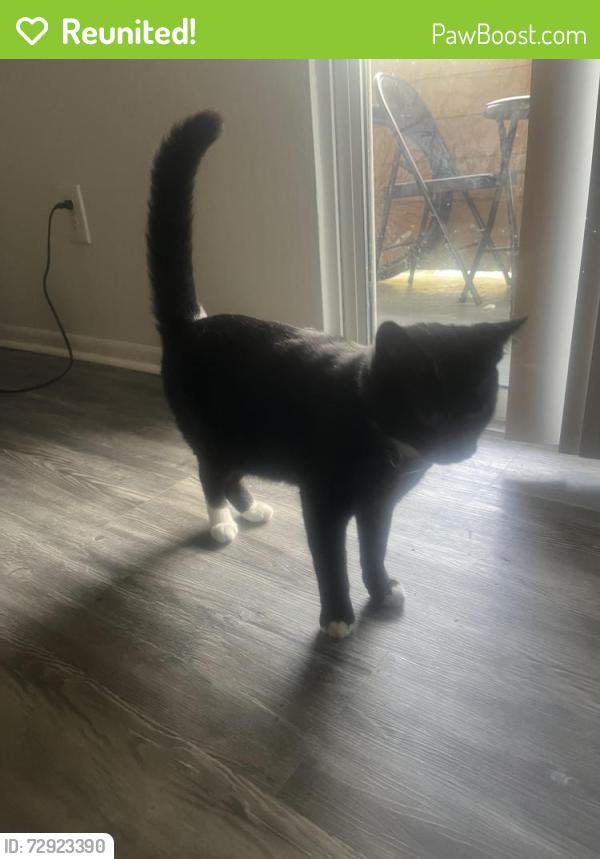 Reunited Male Cat last seen Conway and lake underhill , Orlando, FL 32803