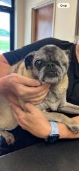 Reunited Female Dog last seen Found at the corner of Louisville Rd and Cox Rd (near Louisville Point Park) Louisville TN, Louisville, TN 37777