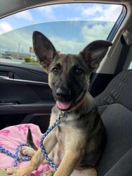 Found/Stray Female Dog last seen I 35 at OK and TX border, I-35, TX 78626