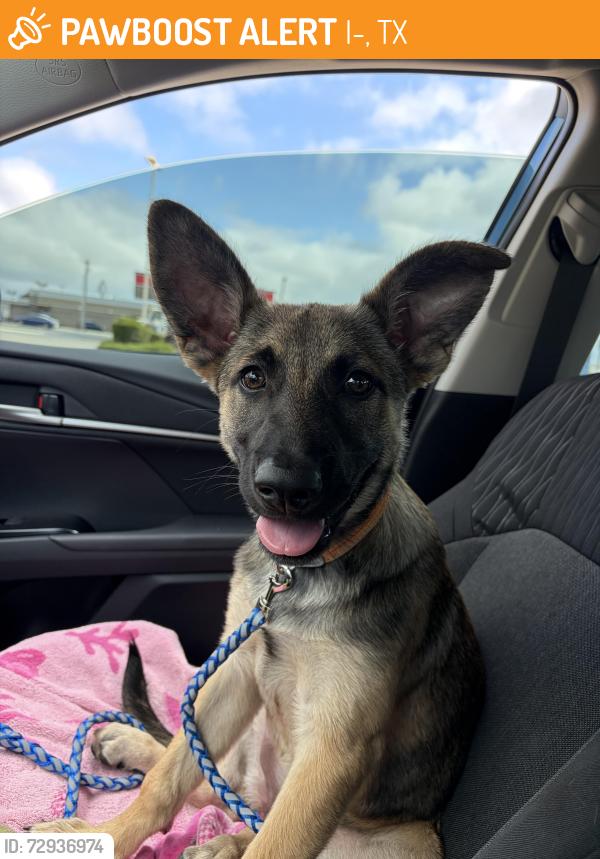 Found/Stray Female Dog last seen I 35 at OK and TX border, I-35, TX 78626
