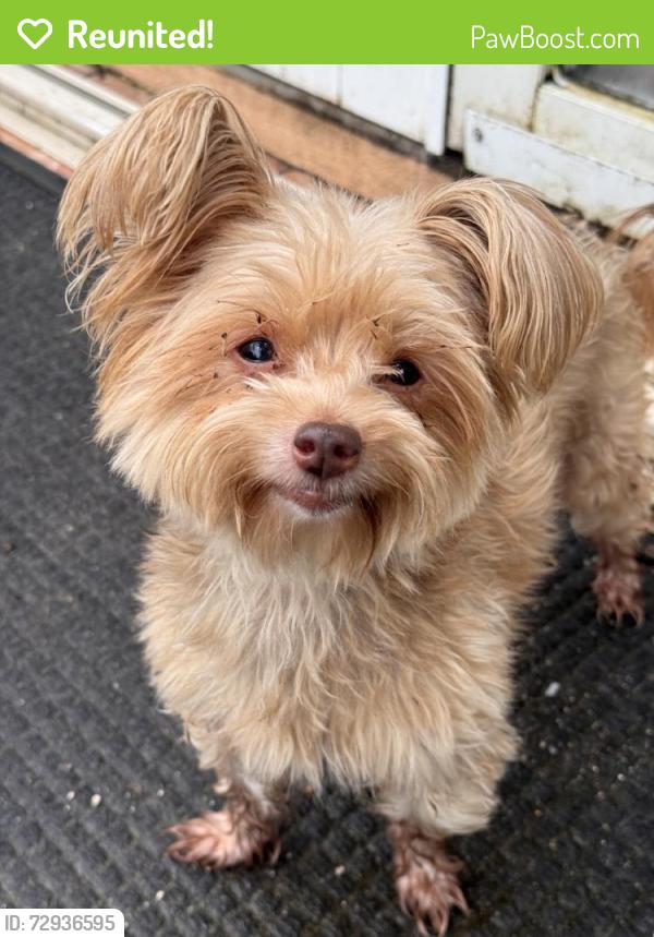 Reunited Female Dog last seen Near SW 212th Ave, hmstd, FL 33034, USA, Homestead, FL 33034