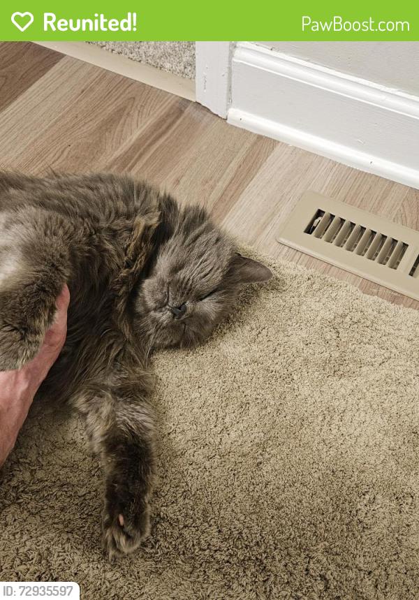 Reunited Female Cat last seen Montgomery Rd cincinnati ohio , Montgomery, OH 45242