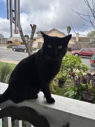Lost Male Cat last seen Kitty hawk , Lompoc, CA 93436