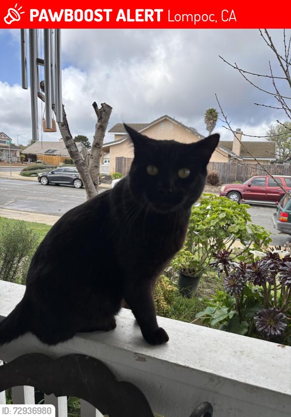 Lost Male Cat last seen Kitty hawk , Lompoc, CA 93436
