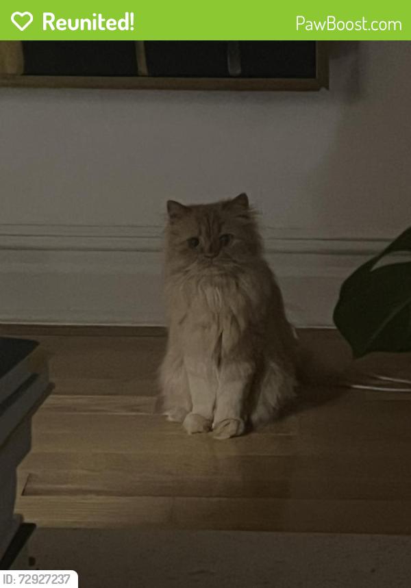 Reunited Female Cat last seen Near the Wallflower, City Market, and Folinos, Burlington, VT 05401