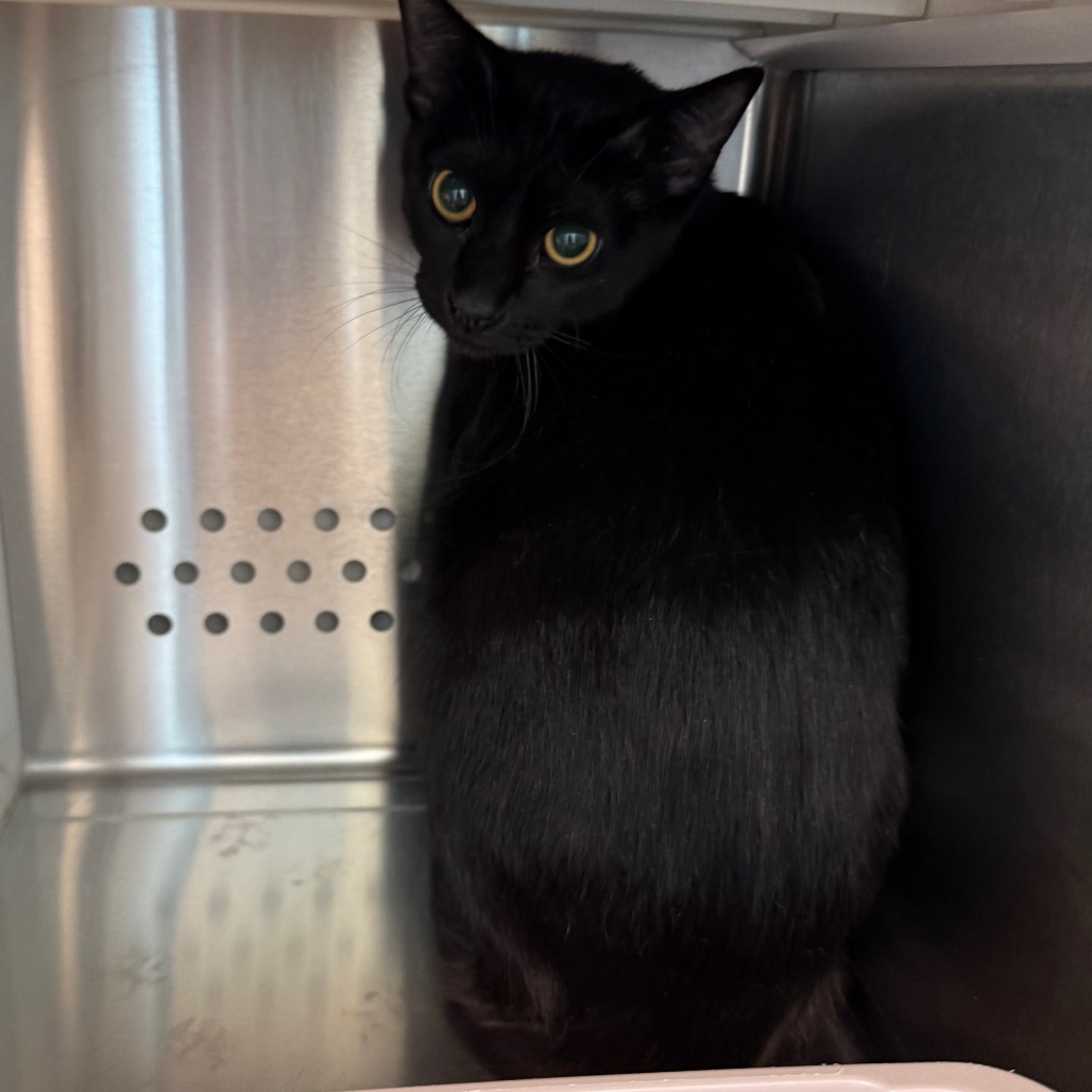 Shelter Stray Male Cat last seen , Norman, OK 73072