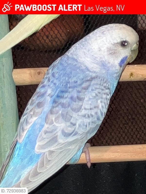Lost Female Bird last seen Dorrell Lane, Las Vegas, NV 89131