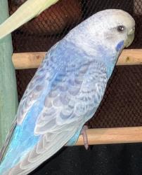Lost Female Bird last seen Dorrell Lane, Las Vegas, NV 89131