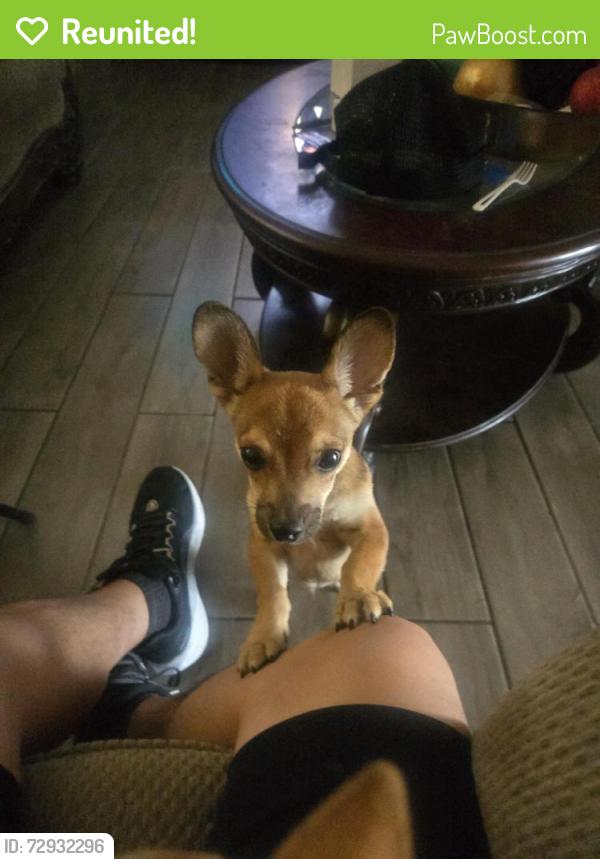 Reunited Male Dog last seen Bonanza and Nellis, Sunrise Manor, NV 89110