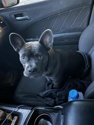 Reunited Male Dog last seen Jacala st and McGill, Whitney, NV 89122