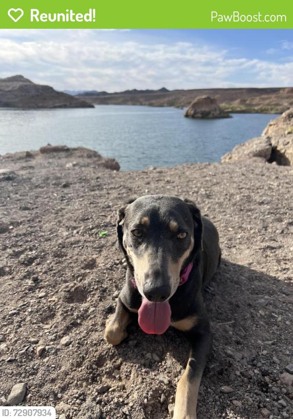 Reunited Female Dog last seen Near Spikenard Dr, Henderson, NV 89002