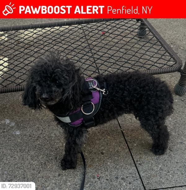 Lost Female Dog last seen Crowne oy de , Penfield, NY 14526