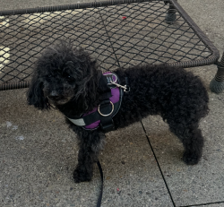 Lost Female Dog last seen Crowne oy de , Penfield, NY 14526