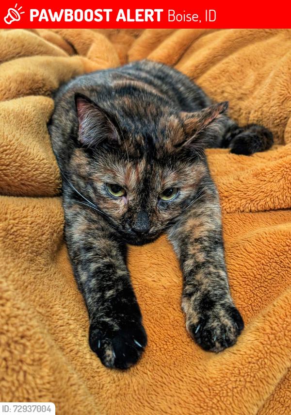Lost Female Cat last seen Amity and Maple Grove , Boise, ID 83709