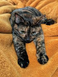 Lost Female Cat last seen Amity and Maple Grove , Boise, ID 83709