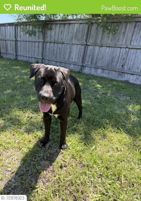 Reunited Male Dog last seen longhorn ln & ranch, Forney, TX 75126