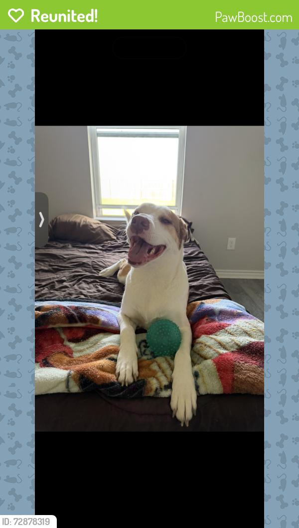 Reunited Female Dog last seen longhorn ln & ranch 75126, Forney, TX 75126