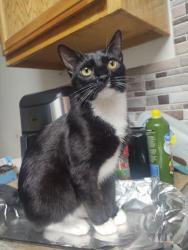 Reunited Female Cat last seen Near west capitol ave west sacramento ca 95691, West Sacramento, CA 95691
