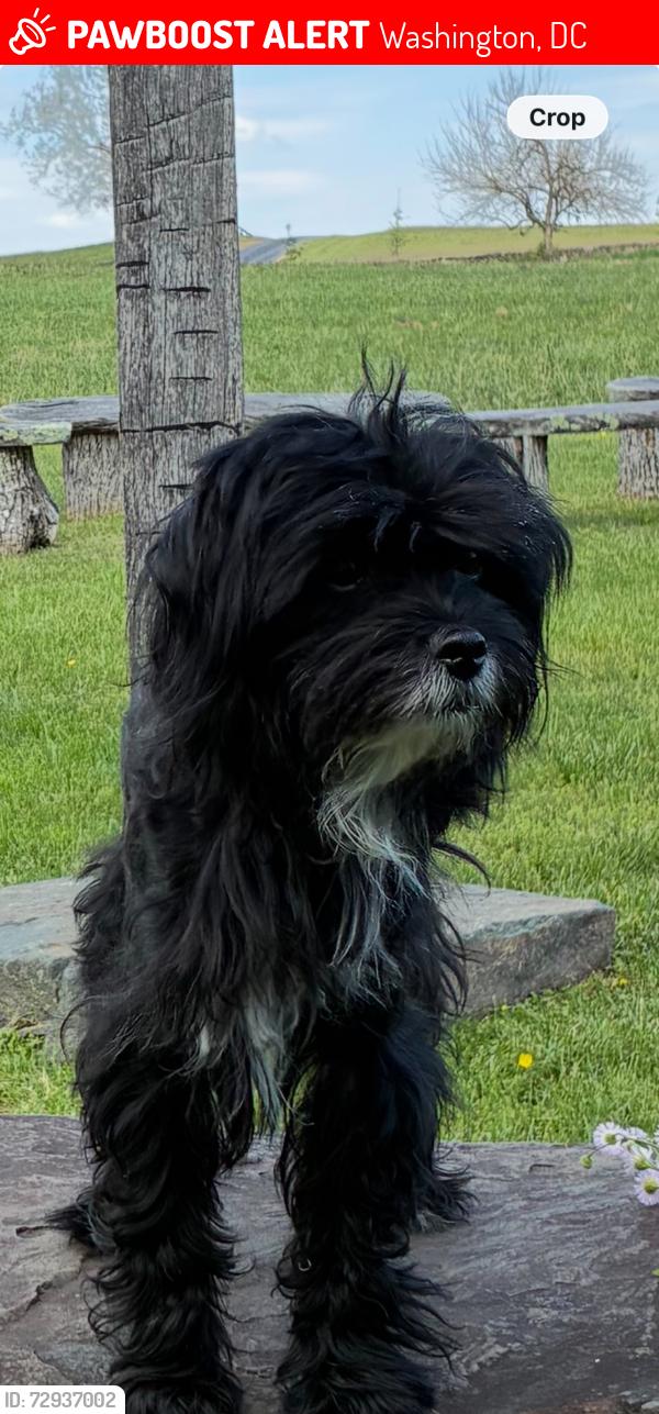 Lost Male Dog last seen Duncan Street NE , Washington, DC 20002
