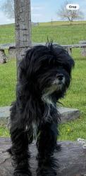 Lost Male Dog last seen Duncan Street NE , Washington, DC 20002