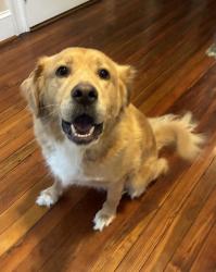 Reunited Male Dog last seen Near pleasant hill rd.  Woods , Owings Mills, MD 21117