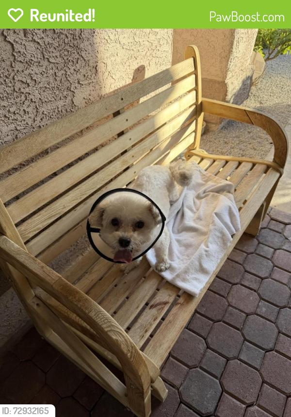 Reunited Female Dog last seen Oliver Ct/Overvew Dr, Las Vegas, NV 89145