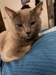 Lost Male Cat last seen Saltwell road area, Huntington, WV 25705