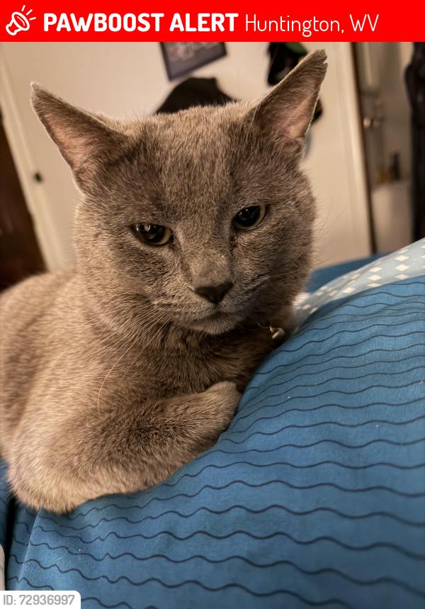 Lost Male Cat last seen Saltwell road area, Huntington, WV 25705