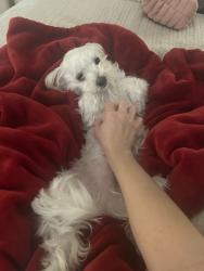 Reunited Female Dog last seen Tulsa, OK, USA, Tulsa, OK 74103