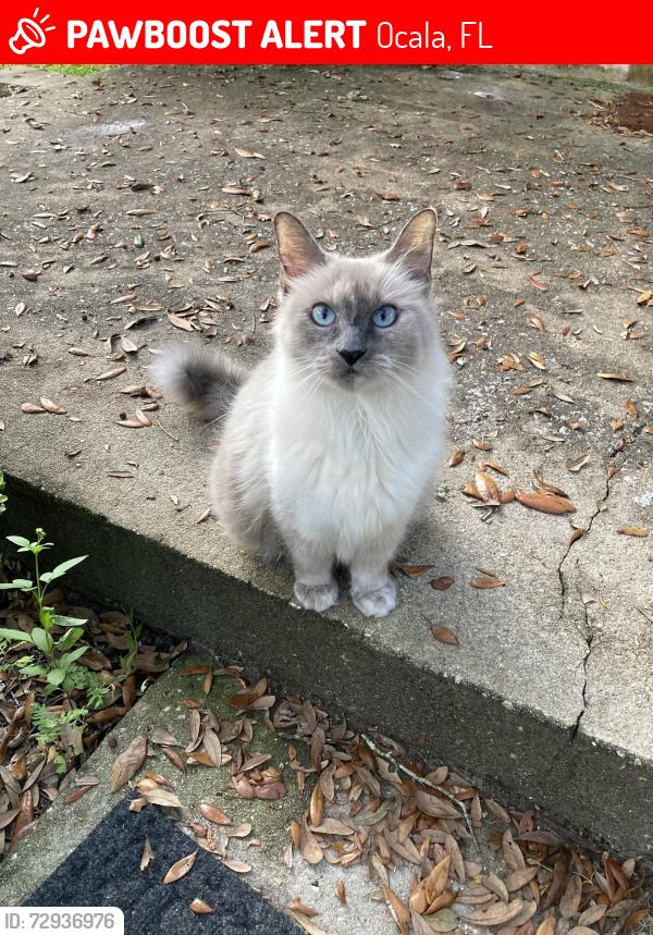 Lost Female Cat last seen Near Wineberry, Ocala, FL 34480