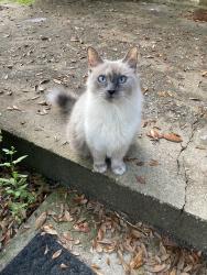 Lost Female Cat last seen Near Wineberry, Ocala, FL 34480