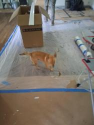 Found/Stray Male Dog last seen Lindsey st rome ga , Rome, GA 30165