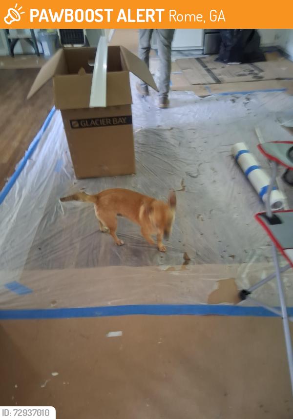 Found/Stray Male Dog last seen Lindsey st rome ga, Rome, GA 30165