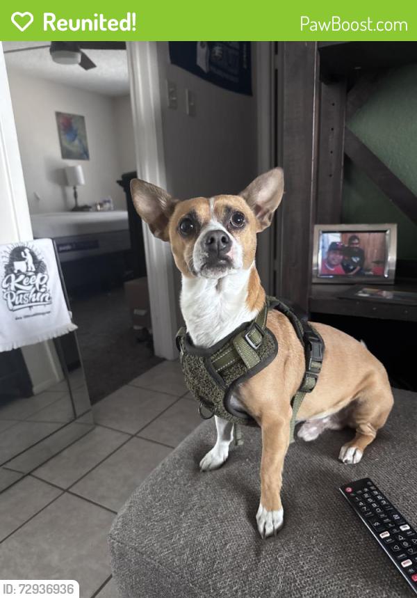 Reunited Male Dog last seen Near Indian Sunrise, San Antonio, TX 78244, USA, San Antonio, TX 78244