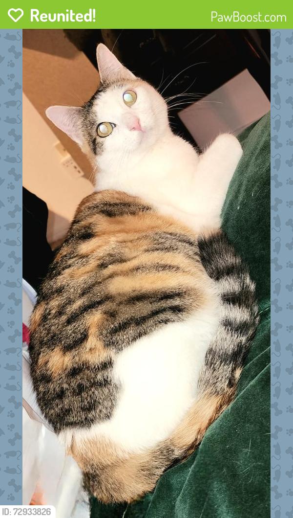 Reunited Female Cat last seen Fountian Head, San Antonio, TX 78229