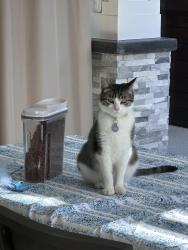 Lost Male Cat last seen Cairnloch st & Eddingham, Calabasas, CA 91302