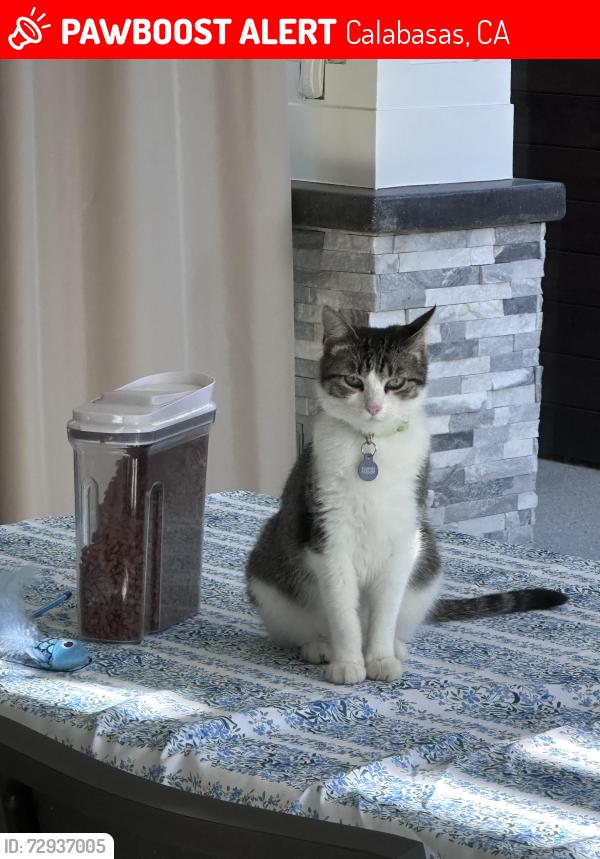 Lost Male Cat last seen Cairnloch st & Eddingham, Calabasas, CA 91302