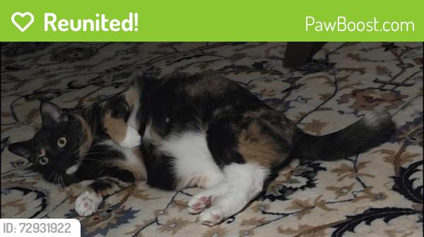 Reunited Female Cat last seen Penryn Rd & Newport Rd, Manheim, PA 17545